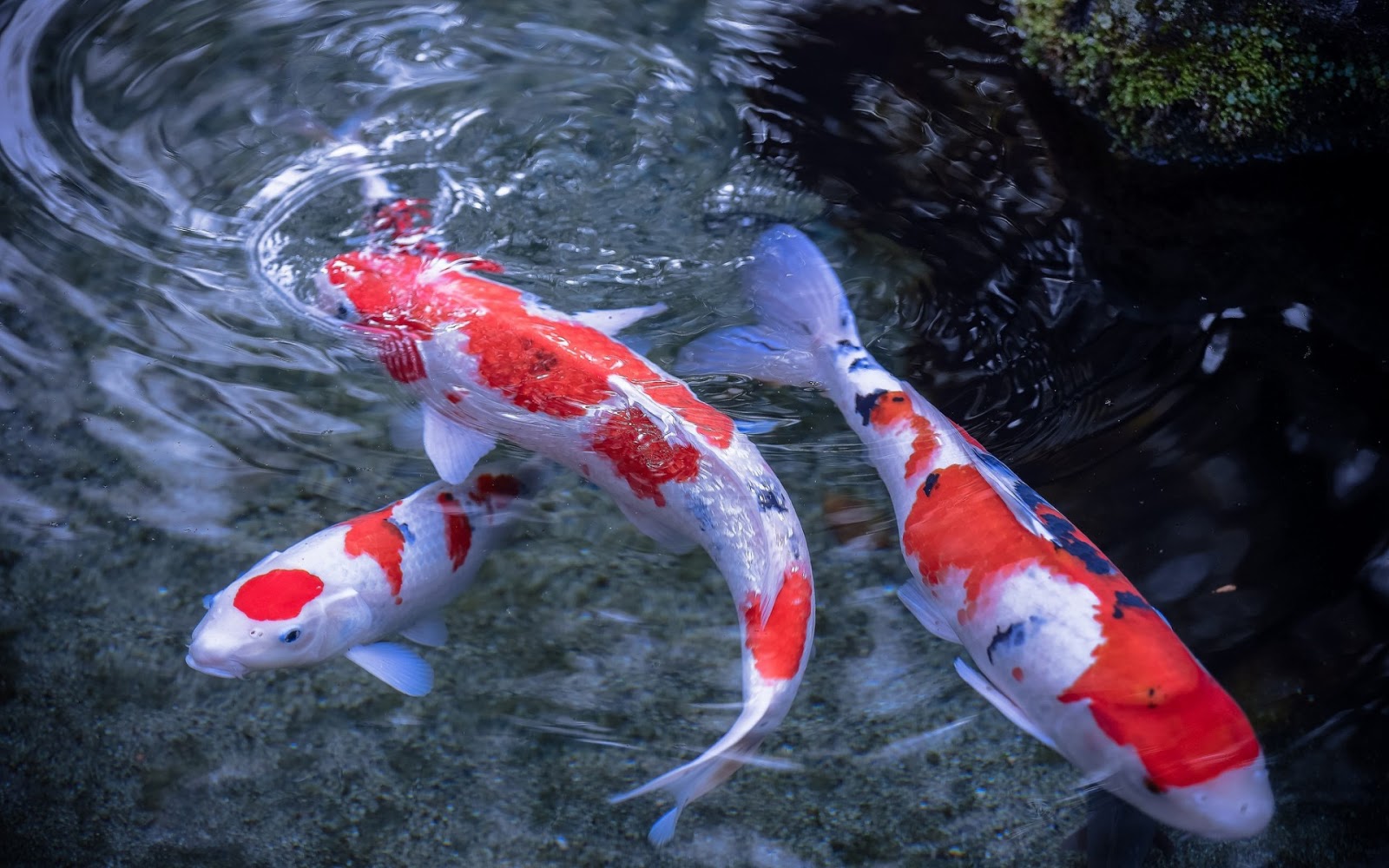 Vissen Foto Japanse Koi Karpers Wallpaper Achtergrond