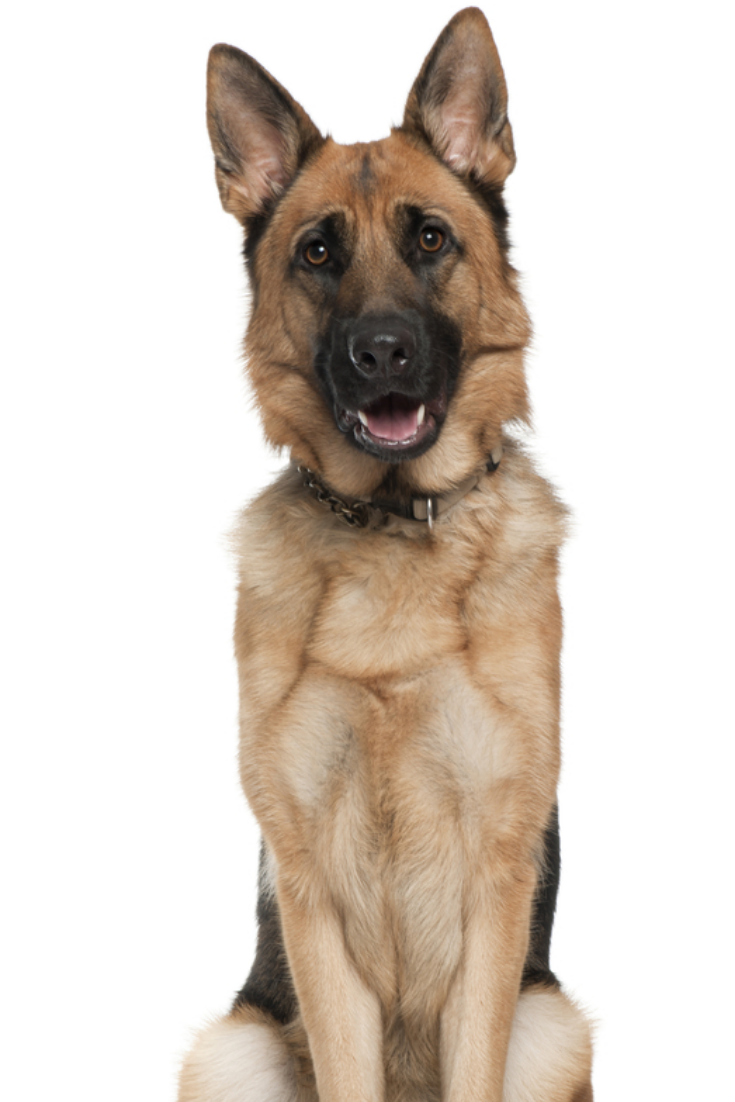 German Shepherd Months Old Sitting In Front Of White