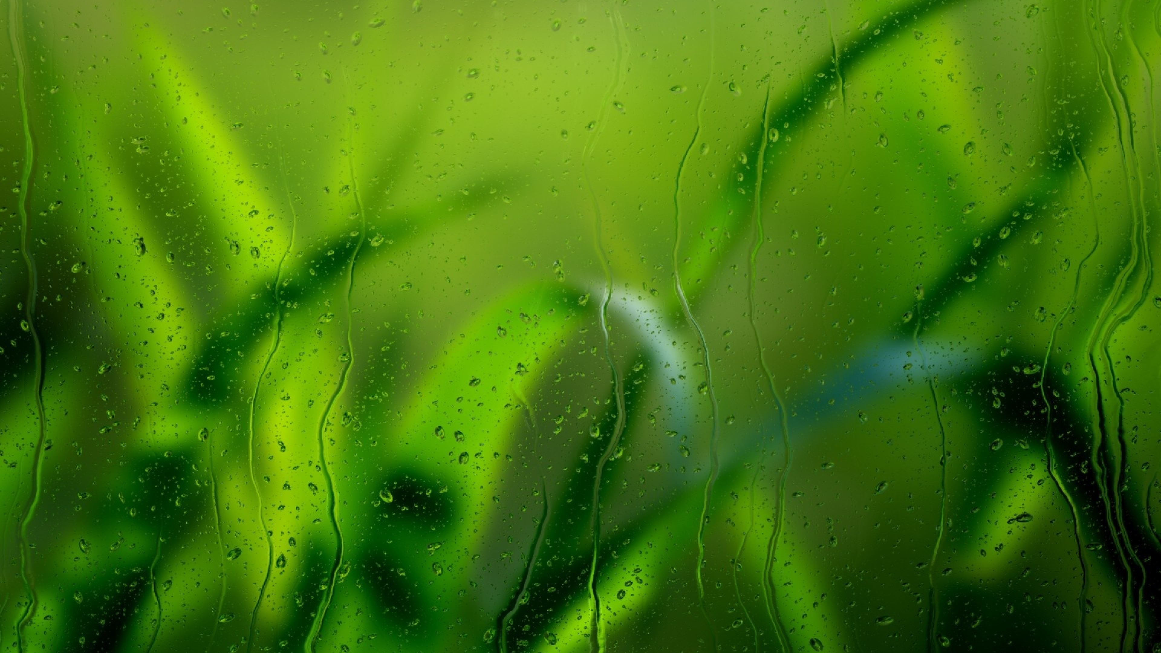 Wallpaper Grass Glass Rain Drops 4k Ultra HD