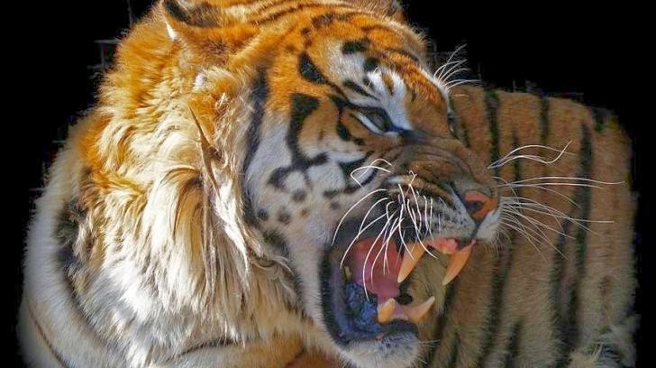 Desktop HD Wallpapers Free Downloads Angry Tiger HD