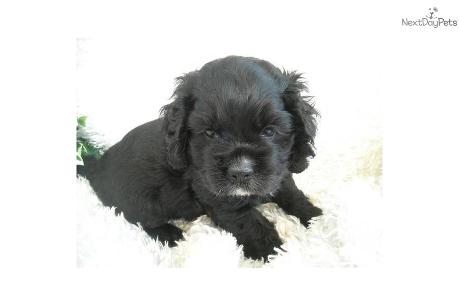 Cocker Spaniel Puppy For Sale Akc Black