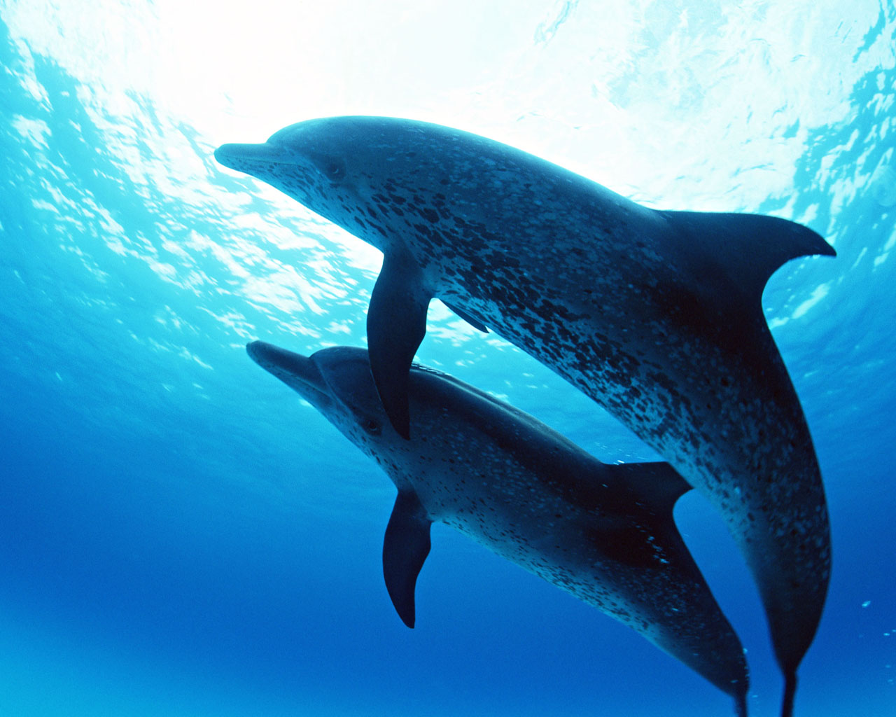 Dolphin Wallpaper Pets Cute And Docile