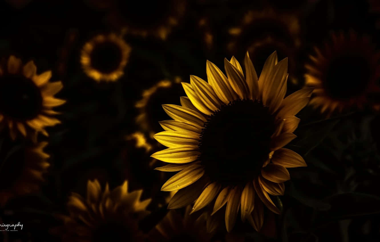 A Dark Sunflower Stands Out Against Pale Blue Sky Wallpaper