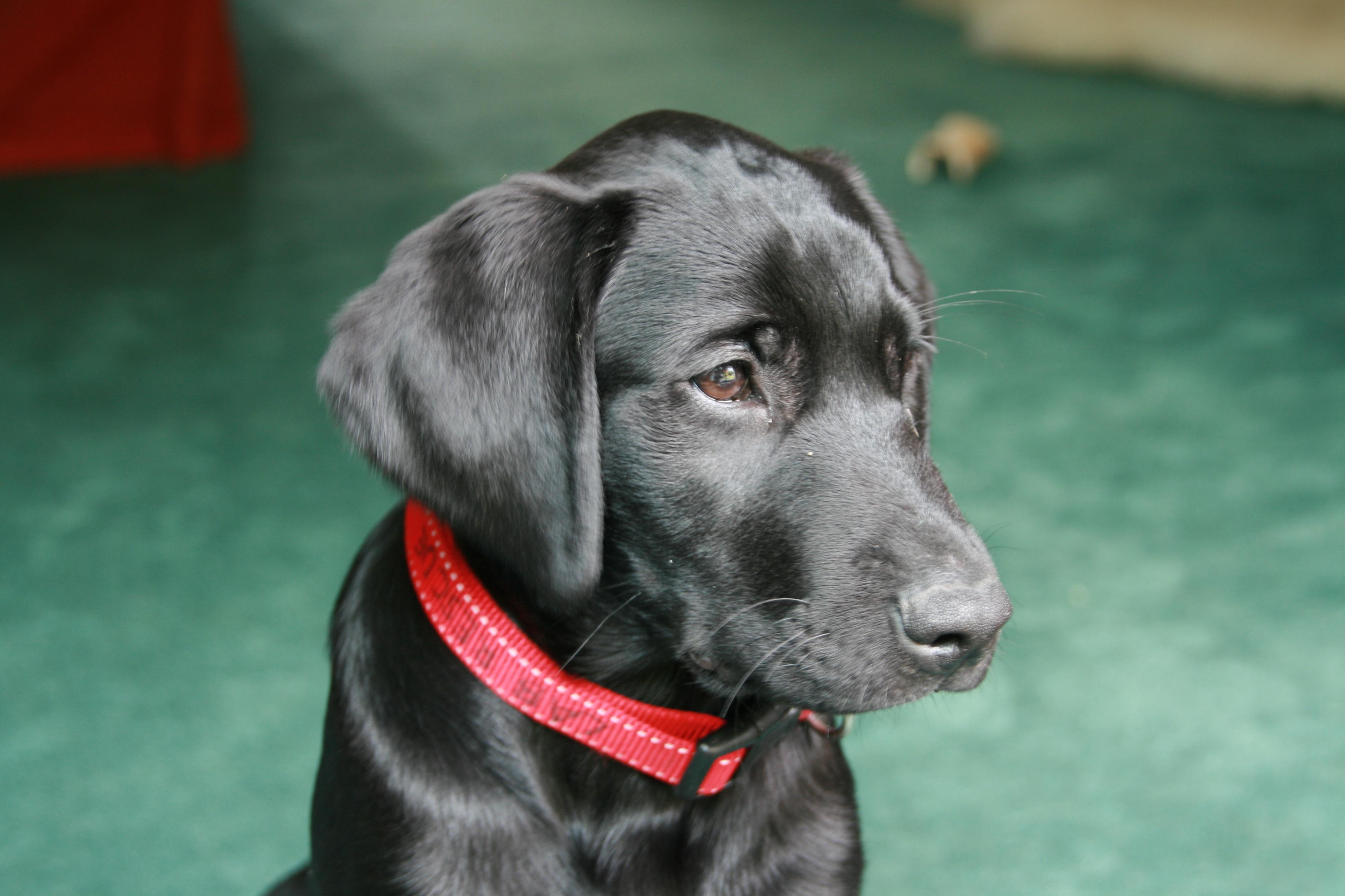 File Black Labrador Puppy Jpg Wikimedia Mons