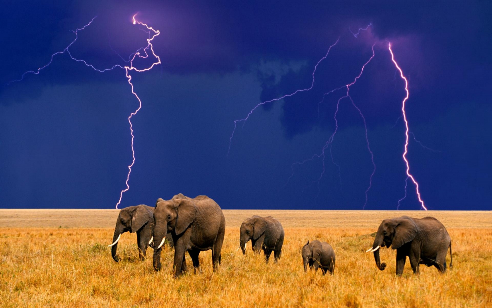 OnlyHDwallpaper Thunderstorm Elephants HD