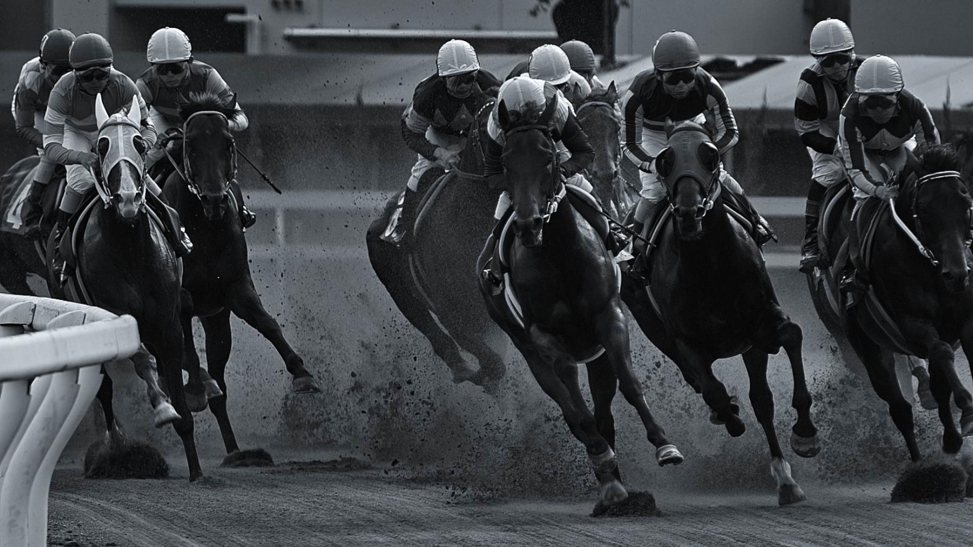 Racehorse Wallpaper