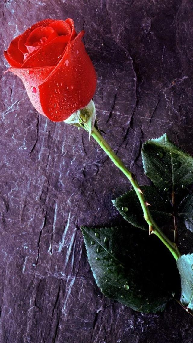 free rose cute iphone 5 wallpapers downloads 640x1136 hd iphone 5 640x1136