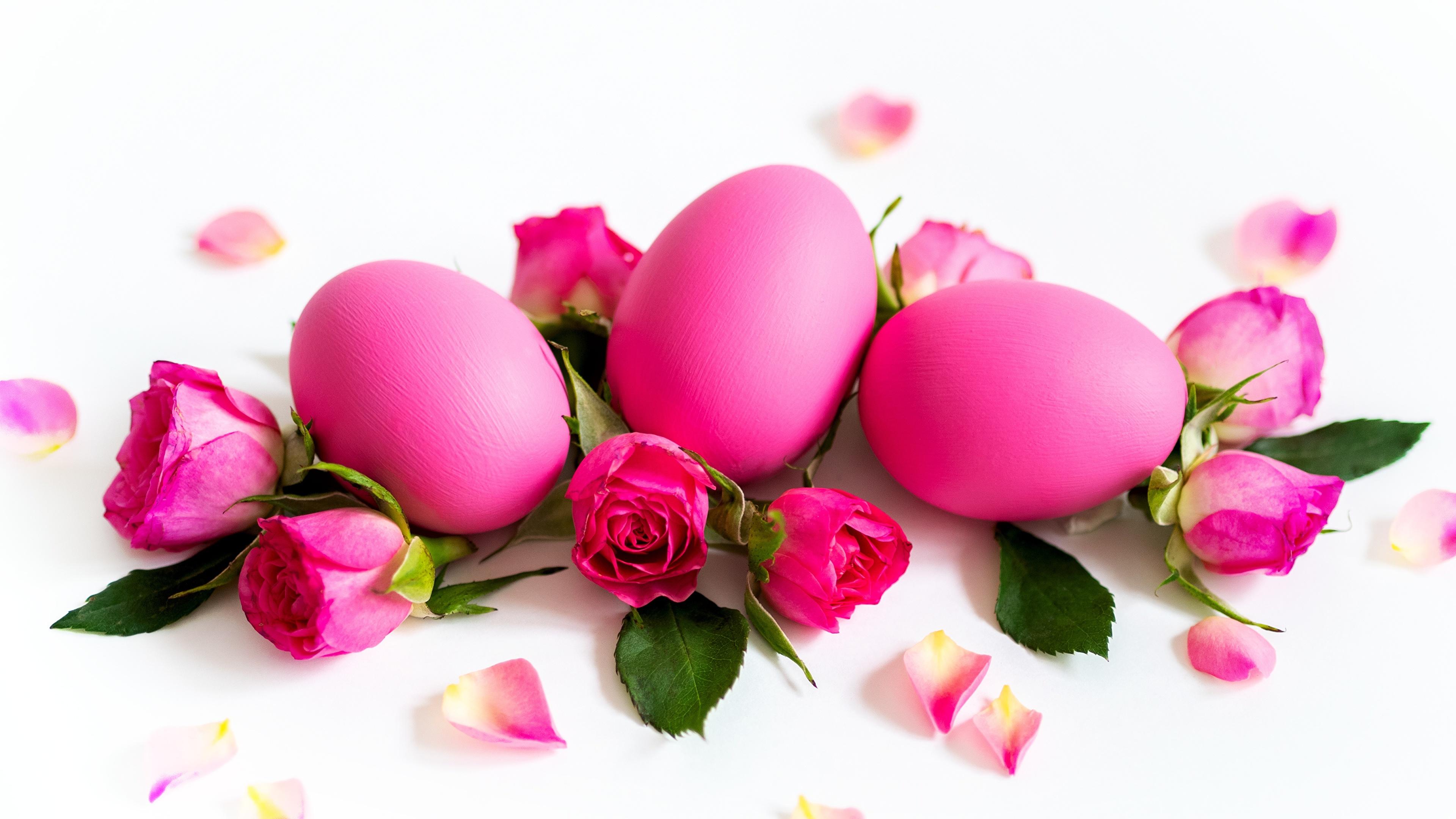 Desktop Wallpaper Easter Eggs Roses Pink Color Flowers