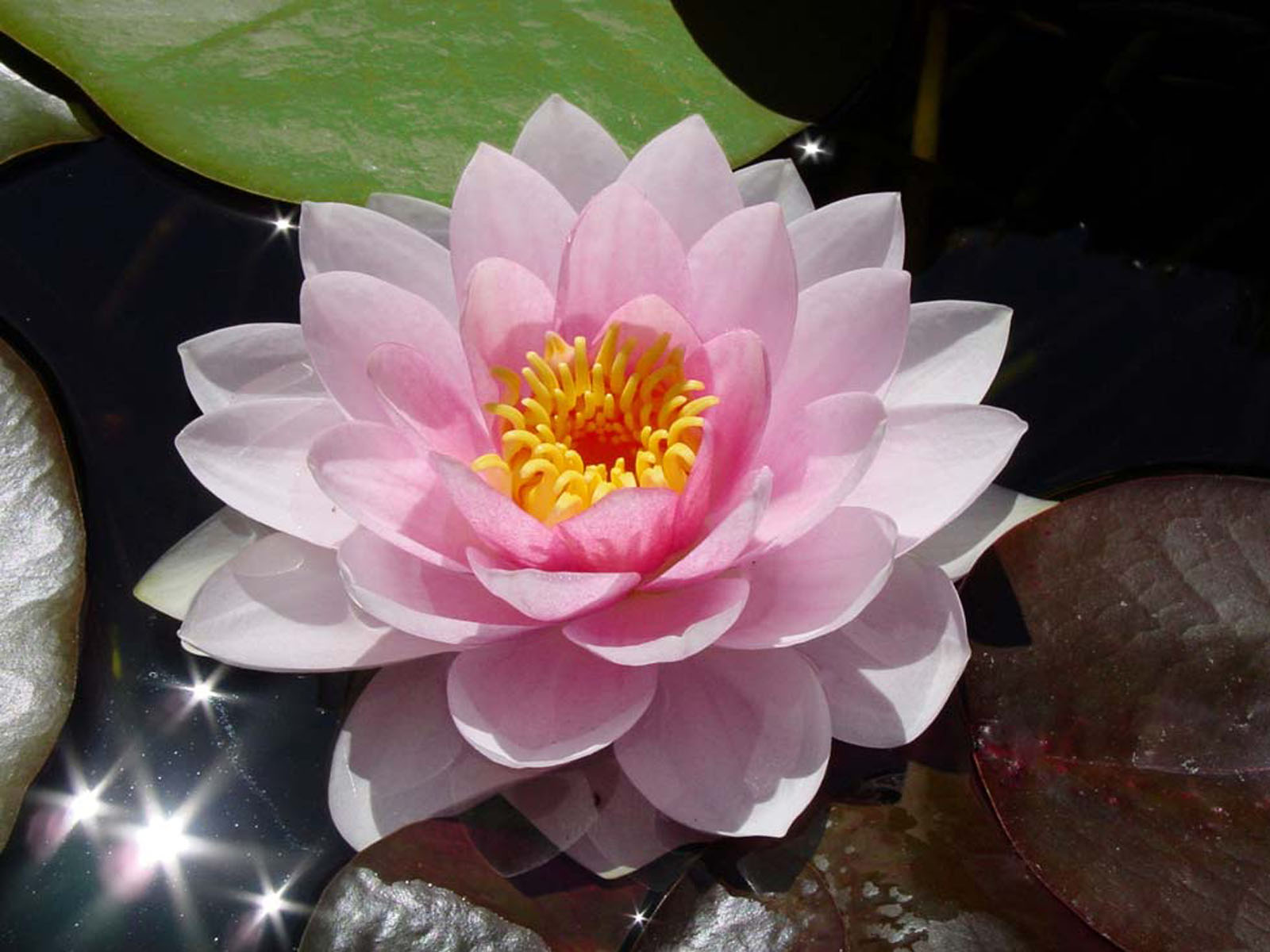 Wallpaper Water Lily