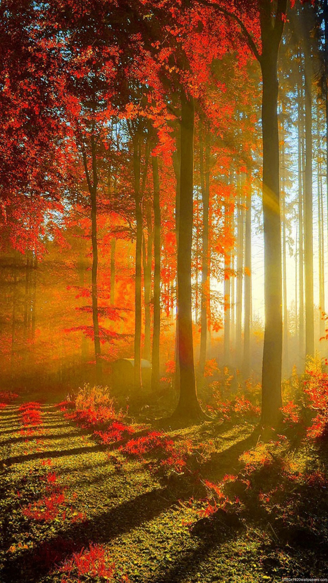 Red Forest Wallpaper HD 1080p Nature