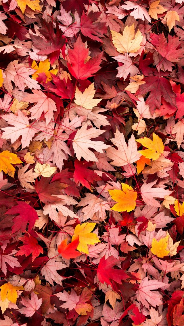 iPhone Wallpaper Photo Fall Autumn Leaves Prints