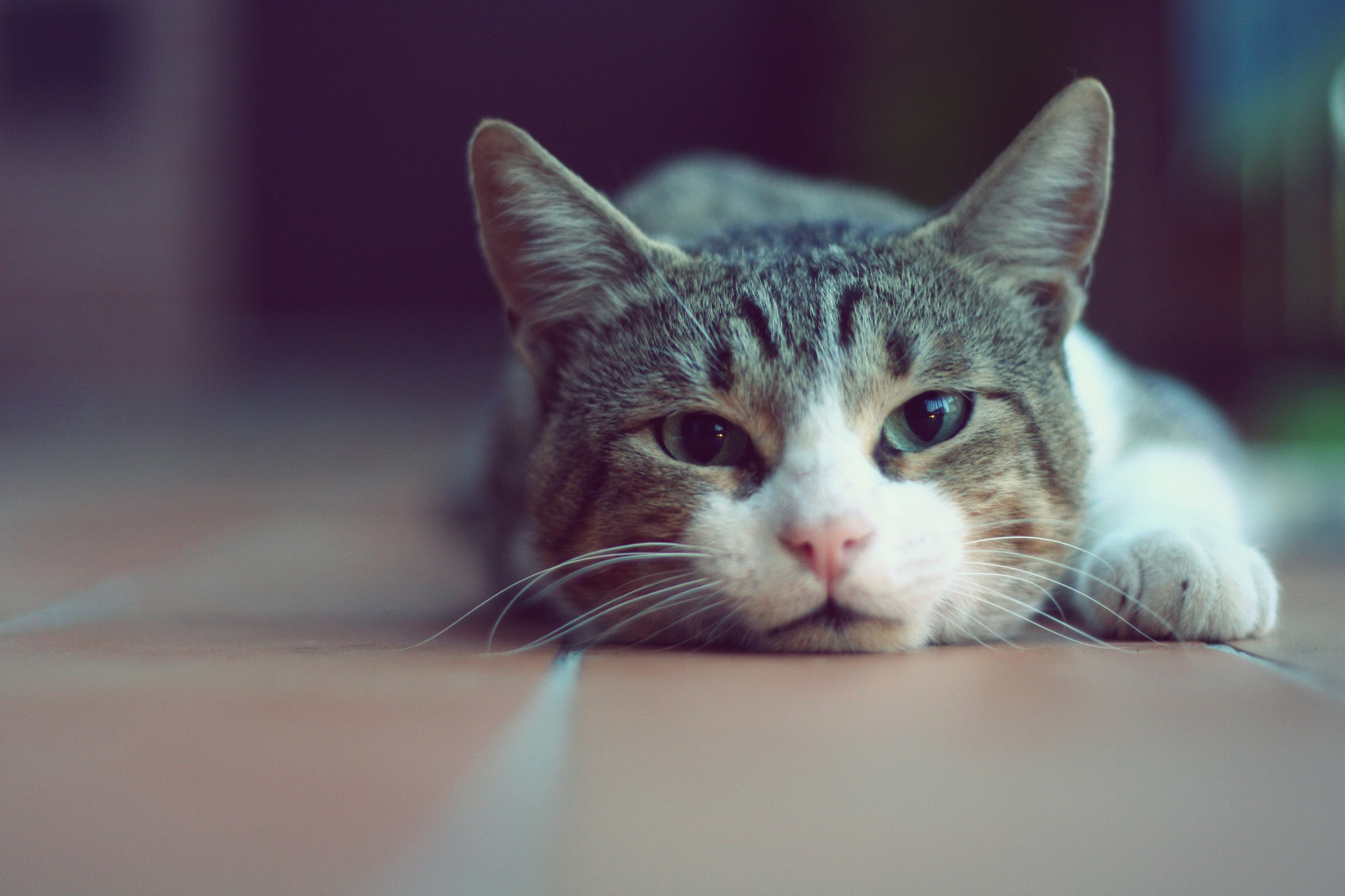 A cute tabby cat lies on a tiled floor, its head resting down and looking directly at the camera
