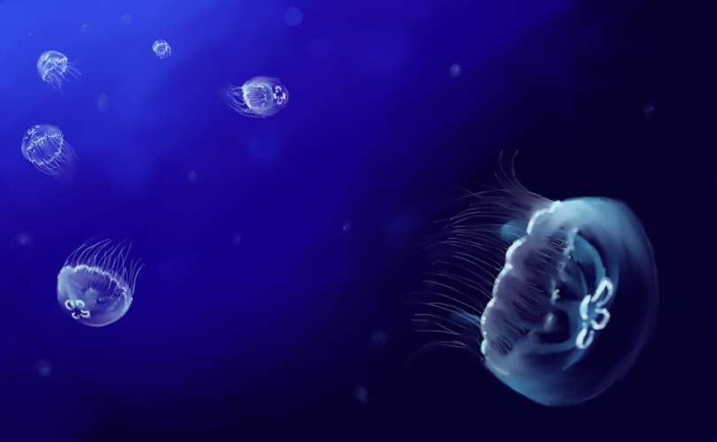 Moon Jellyfish Wallpaper HD Jelly By Ace999r