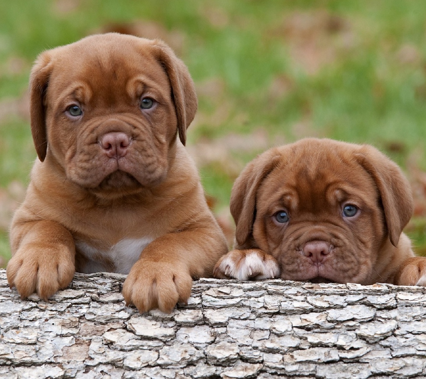 Free Cute Puppies Wallpaper Background for Mobiles