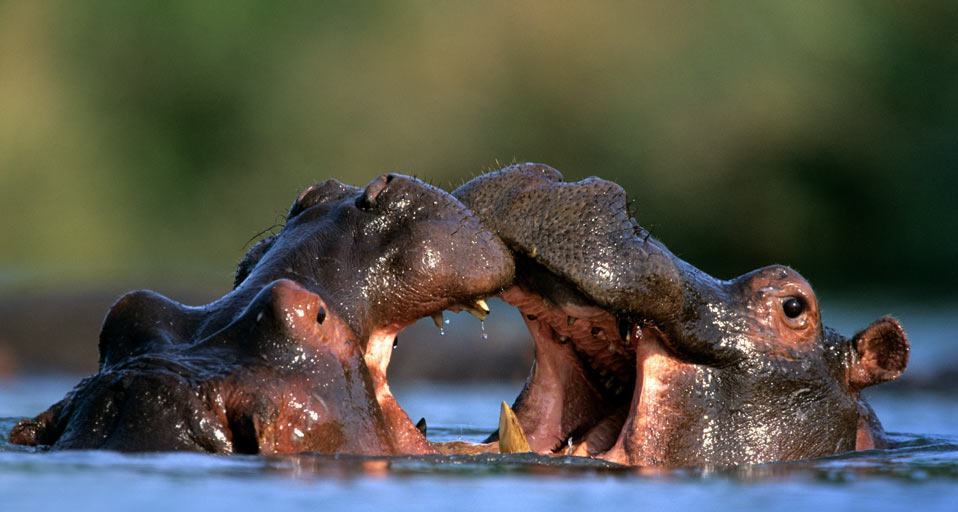 Hippopotamus Males Fighting In Kruger