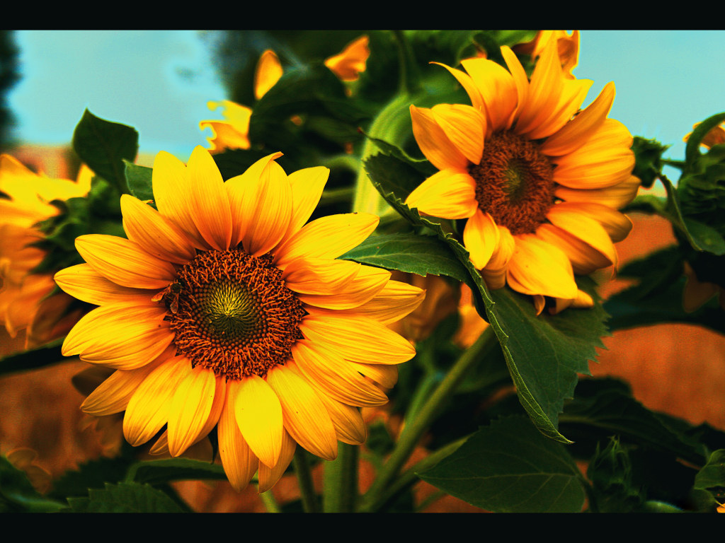 Sunflower Splendid Wallpaper HD Beautiful Sunflowers