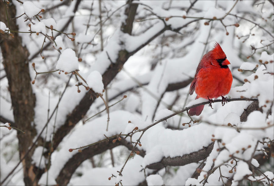 Cardinal In The Snow Robert Ullmann Jpg