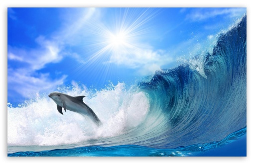 Playing Dolphin HD Desktop Wallpaper High Definition Fullscreen
