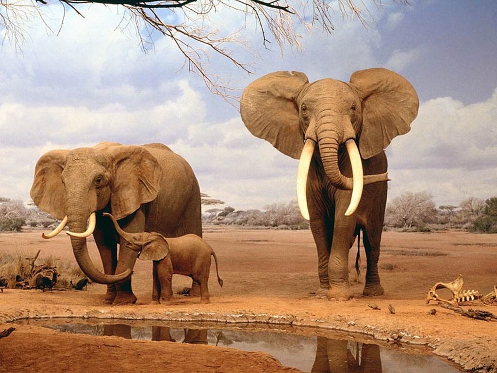Elephant HD Wallpaper