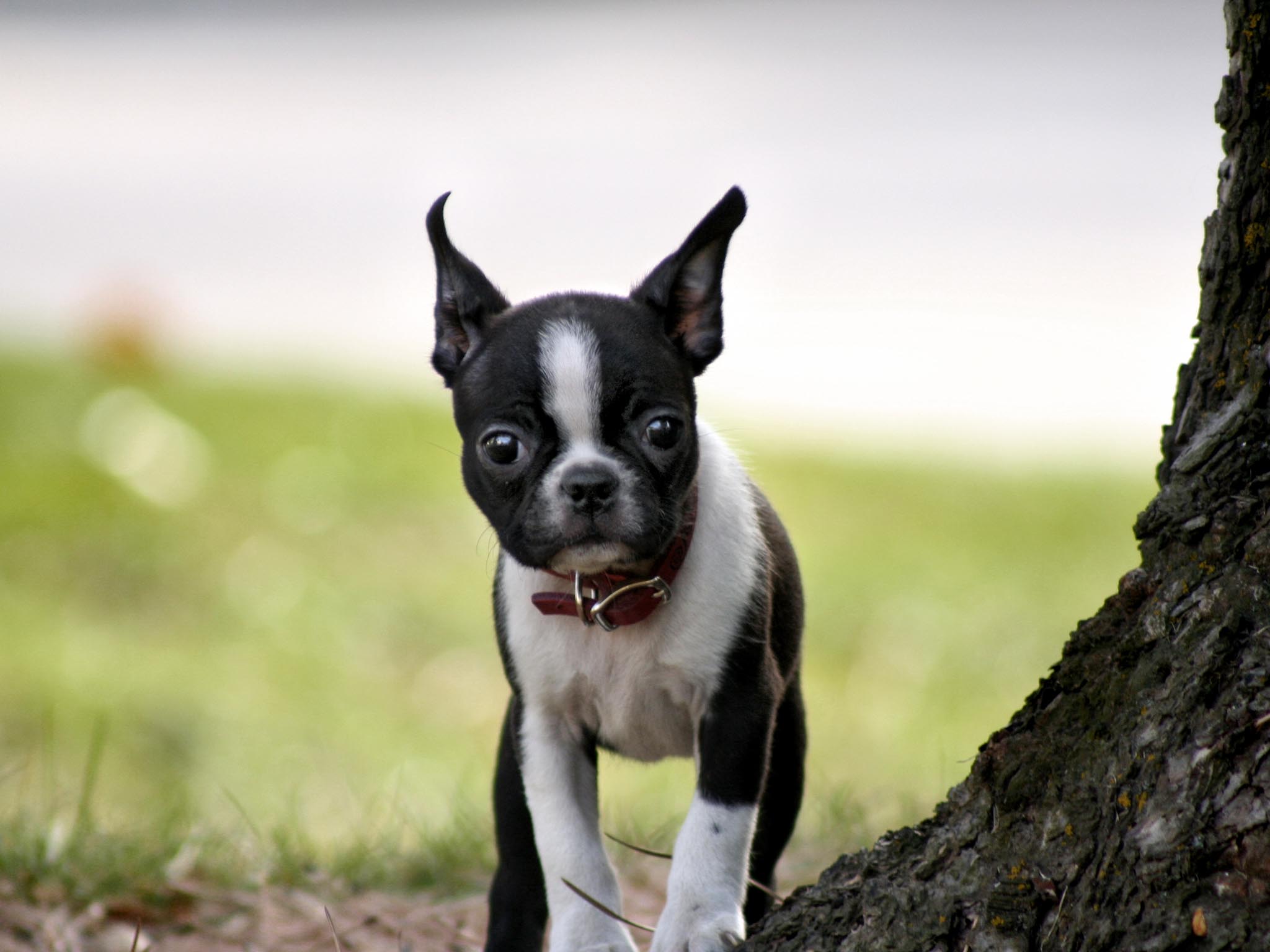 Boston Terrier Wallpaper Desktop Px 4usky