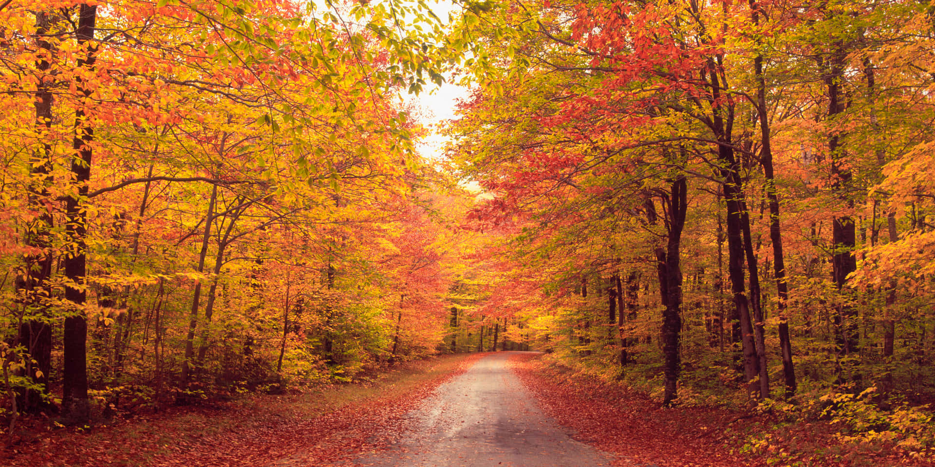 Early Fall Wallpaper
