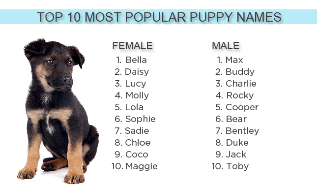 Cute Puppy Names HD Wallpaper