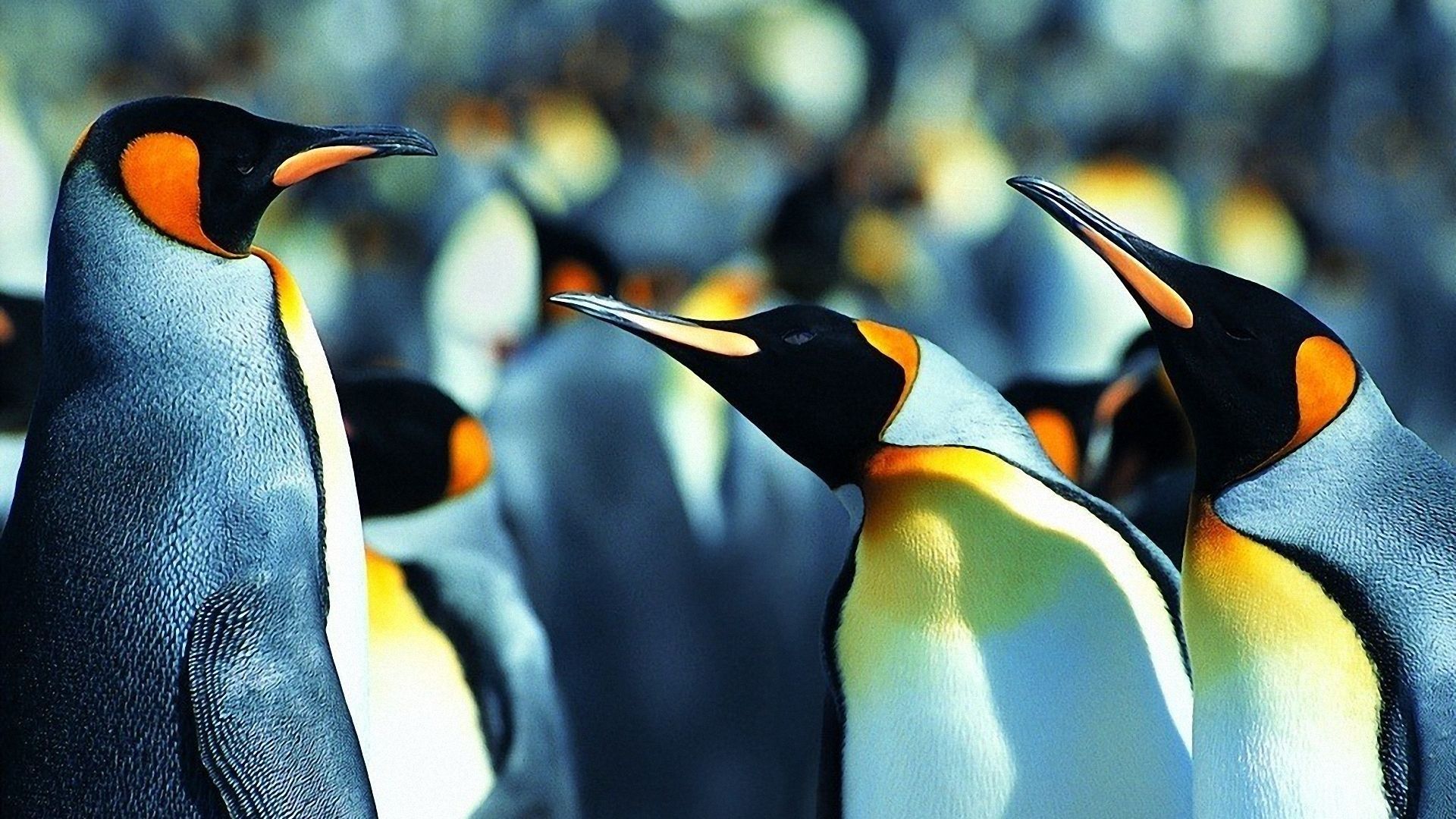 Widescreen Wallpaper Penguin Category Penguins