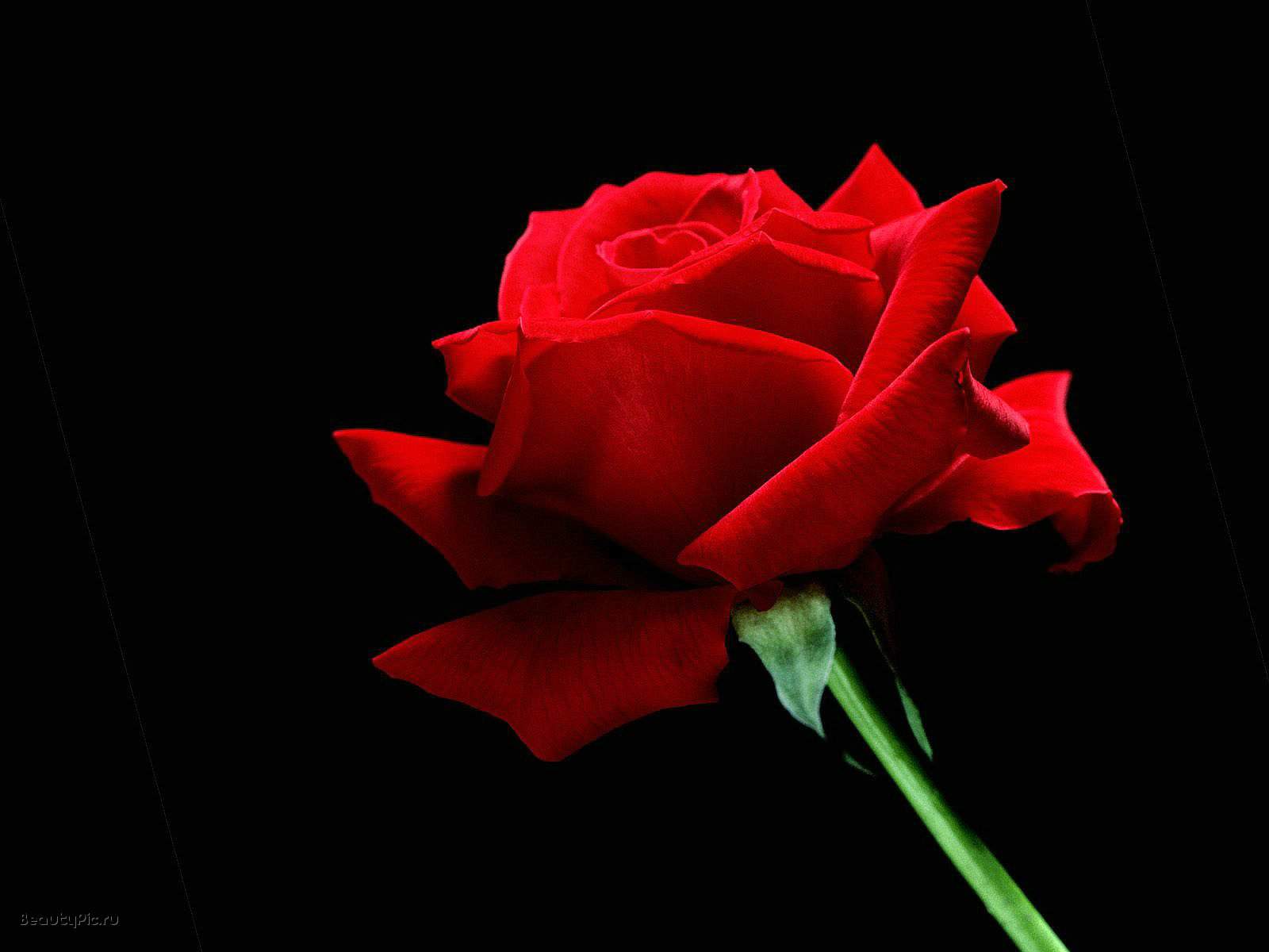 Black And White Wallpaper Red Rose On Background