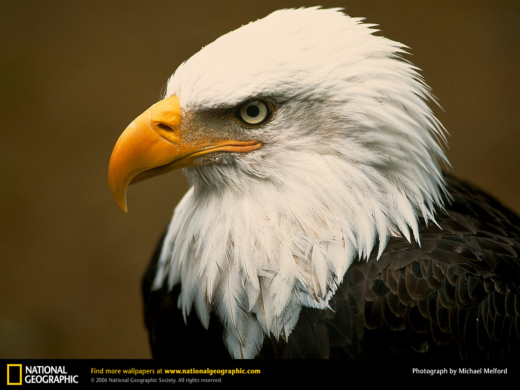 Bald Eagle Picture Desktop Wallpaper
