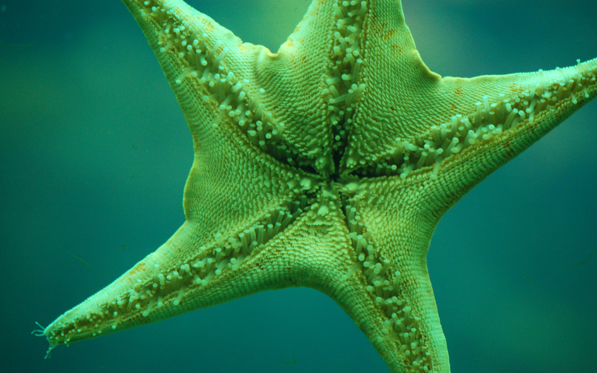 Starfish Wallpaper Ocean Marine Biology Corals Stars Algae Underwater