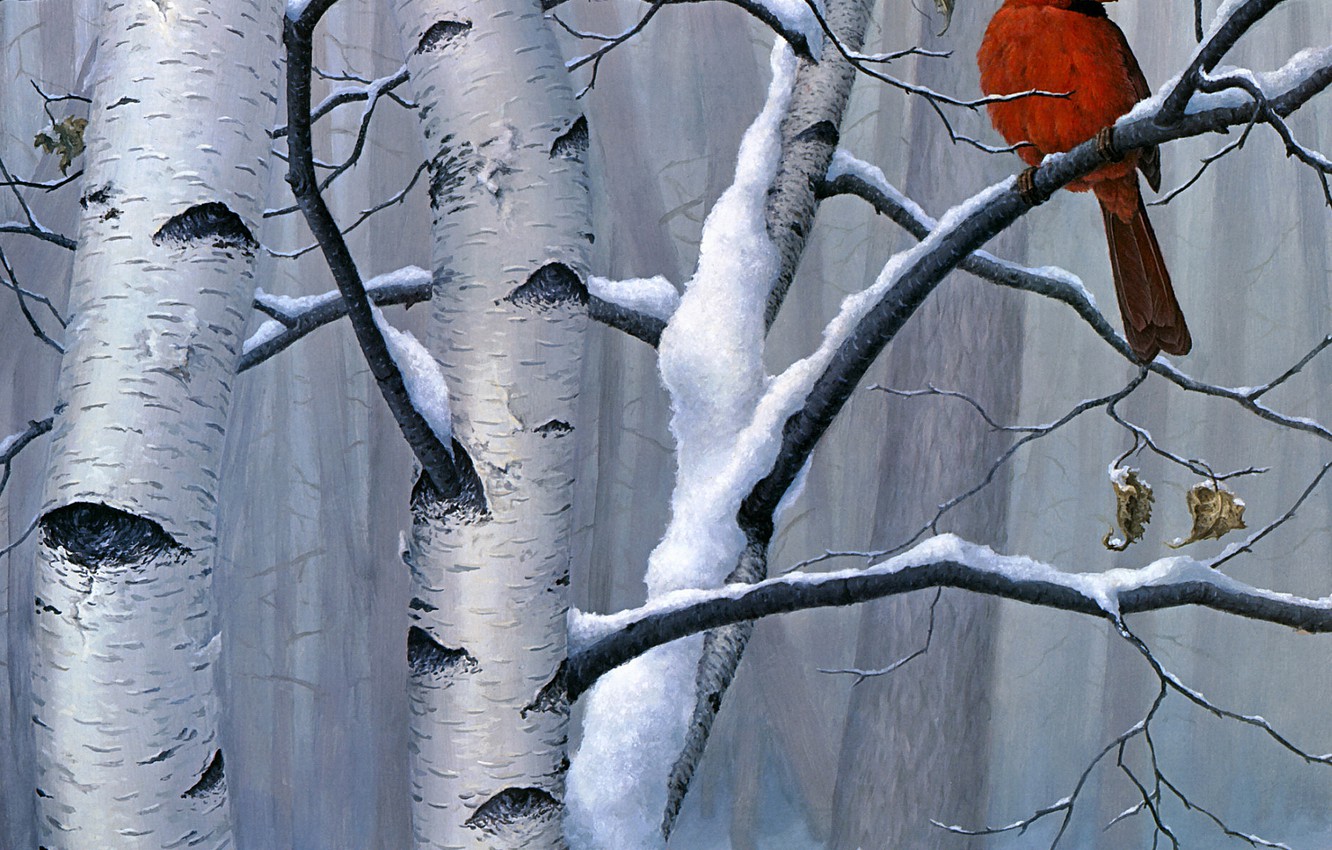 Wallpaper Winter Forest Snow Branches Red Nature Tree Bird