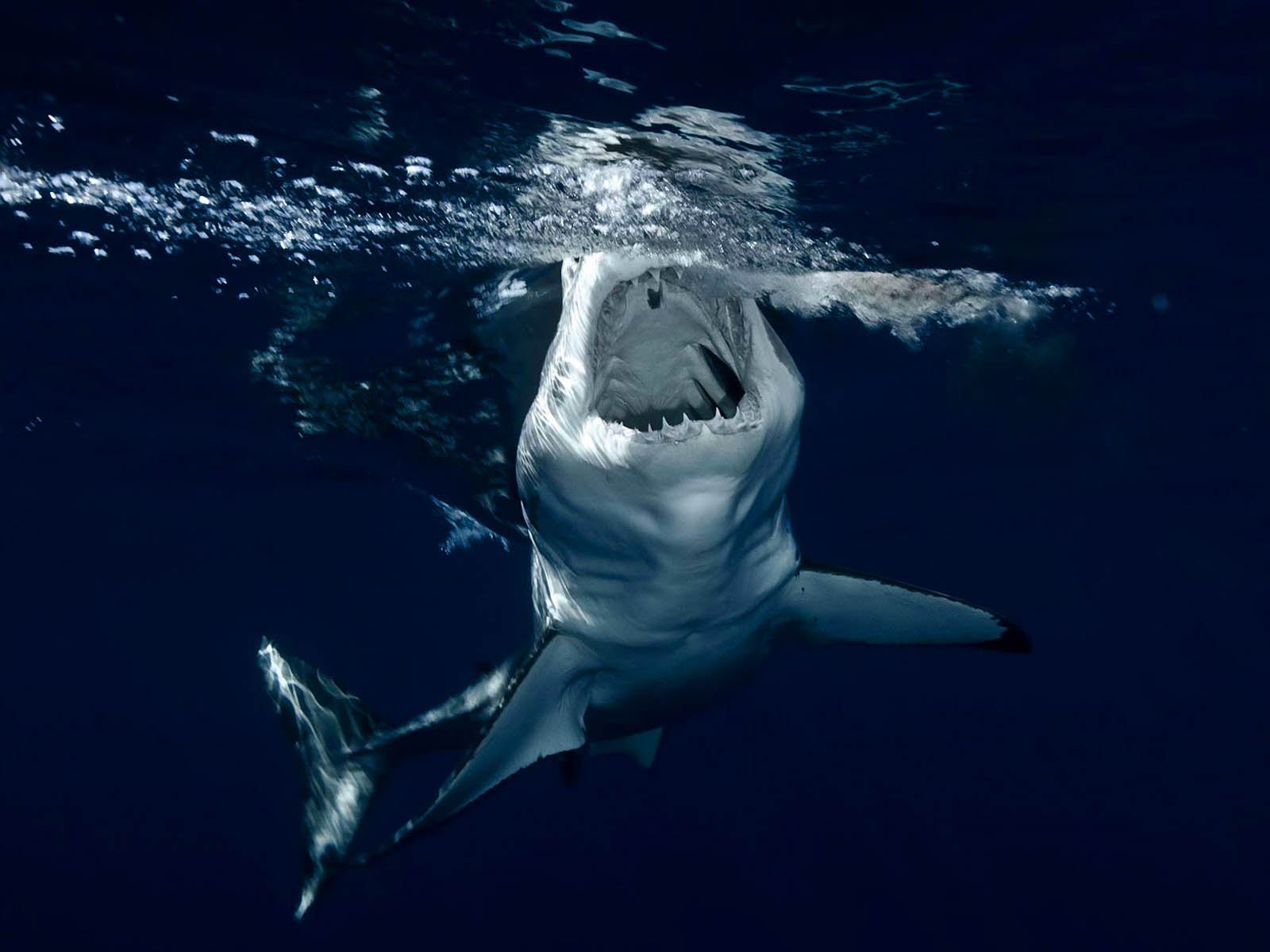 Shark Wallpaper