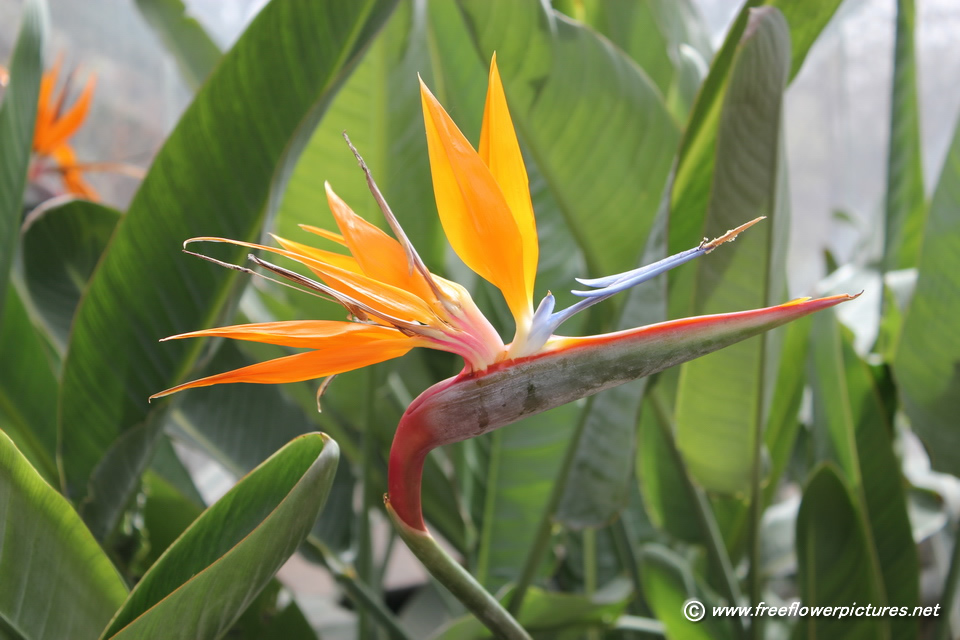 Bird Of Paradise Flower Picture Pictures