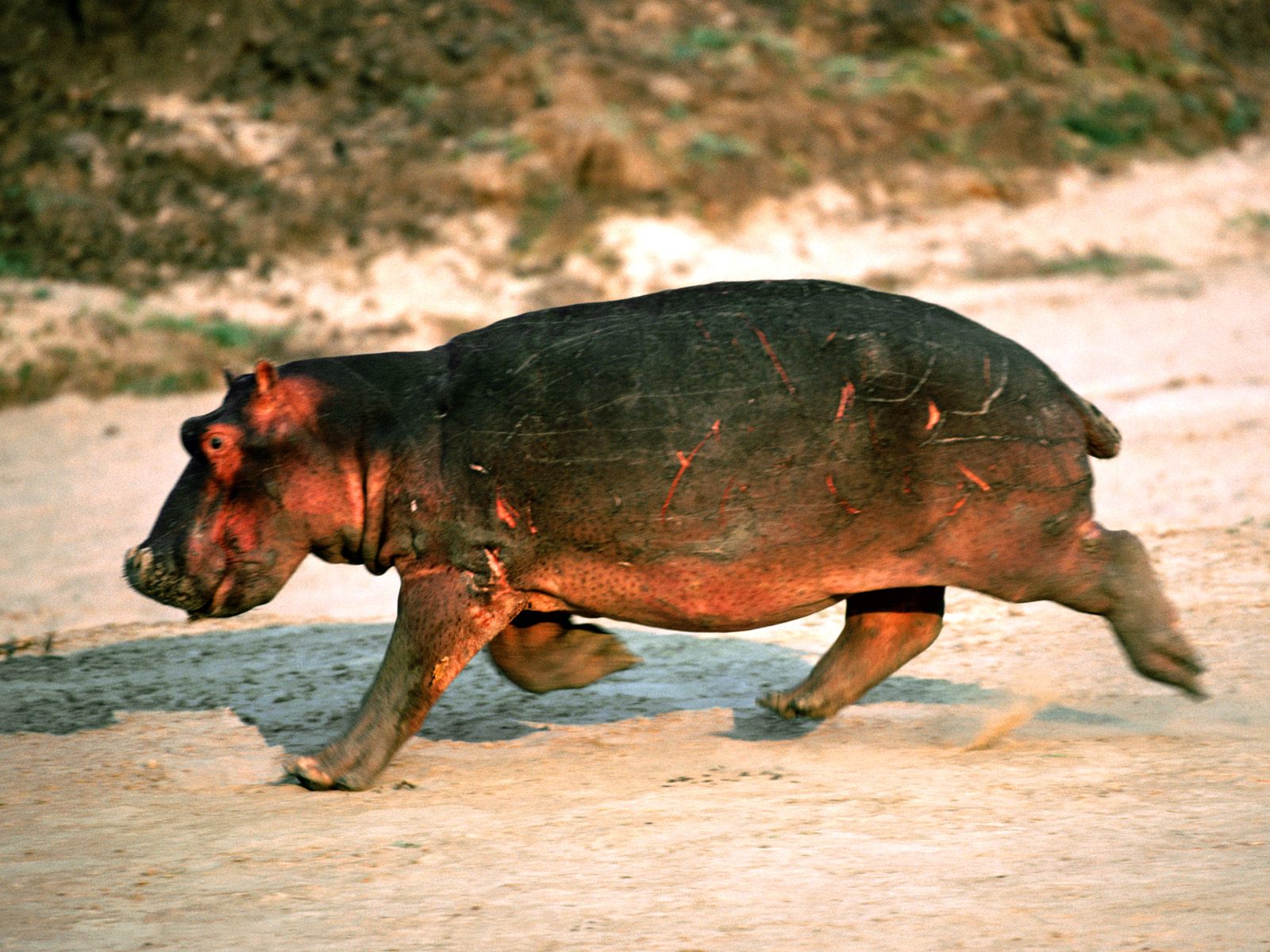 Cute Baby Hippopotamus Animal