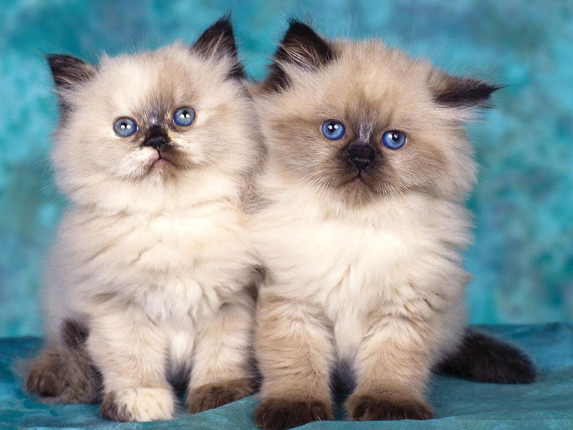 Siamese Twins Cat Wallpaper Animals