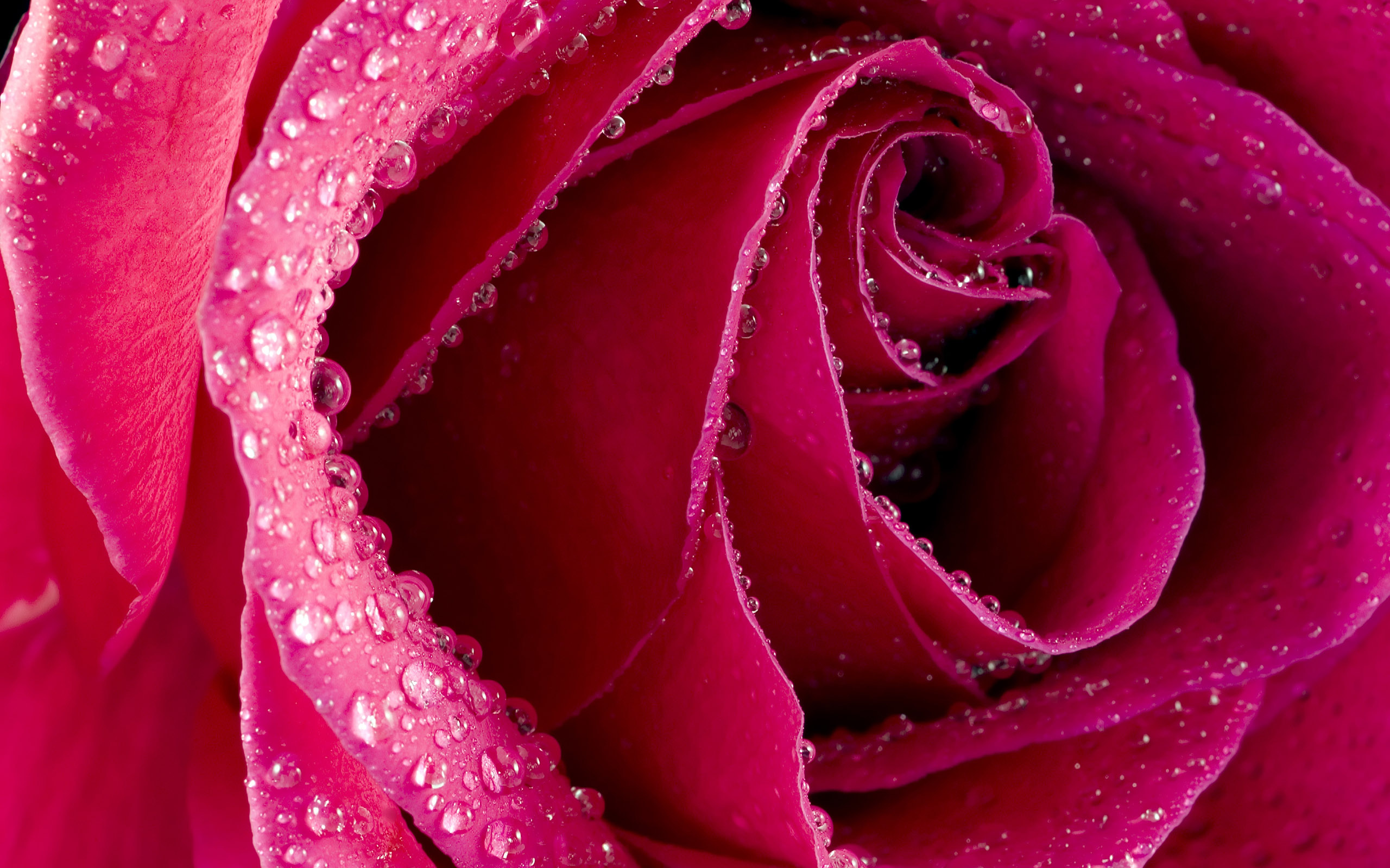 Close-up of a vibrant pink rose with water droplets, showcasing its delicate petals and natural beauty