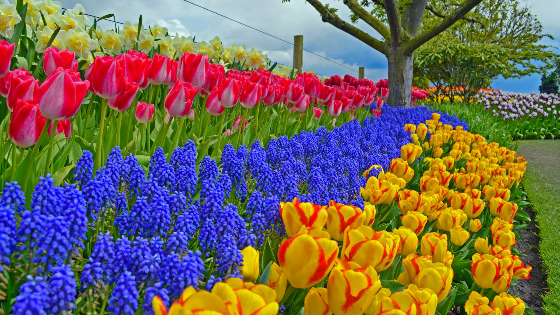 Garden Colorful Spring Tulips HD Wallpaper Wallpaper Stream