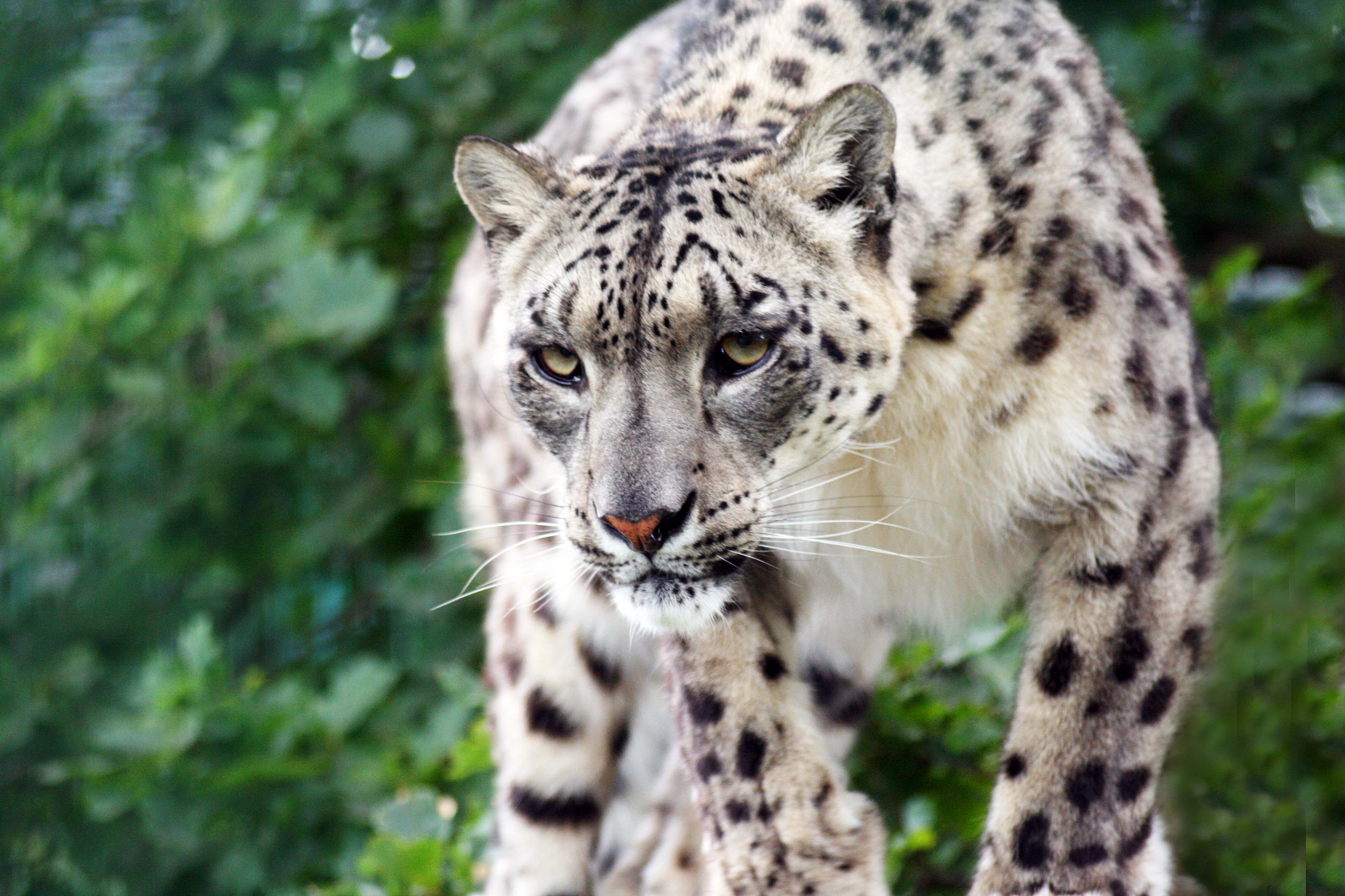 HD Wallpaper Snow Leopard