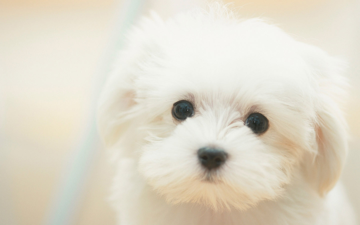 Cute White Puppies Dogs HD Wallpaper High Resolution