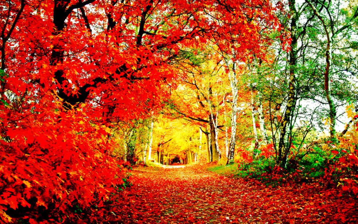 Walking In The Magic Forest Wallpaper