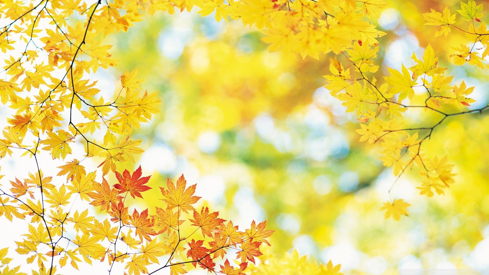 Yellow Maple Leaves 4k HD Desktop Wallpaper For Ultra Tv