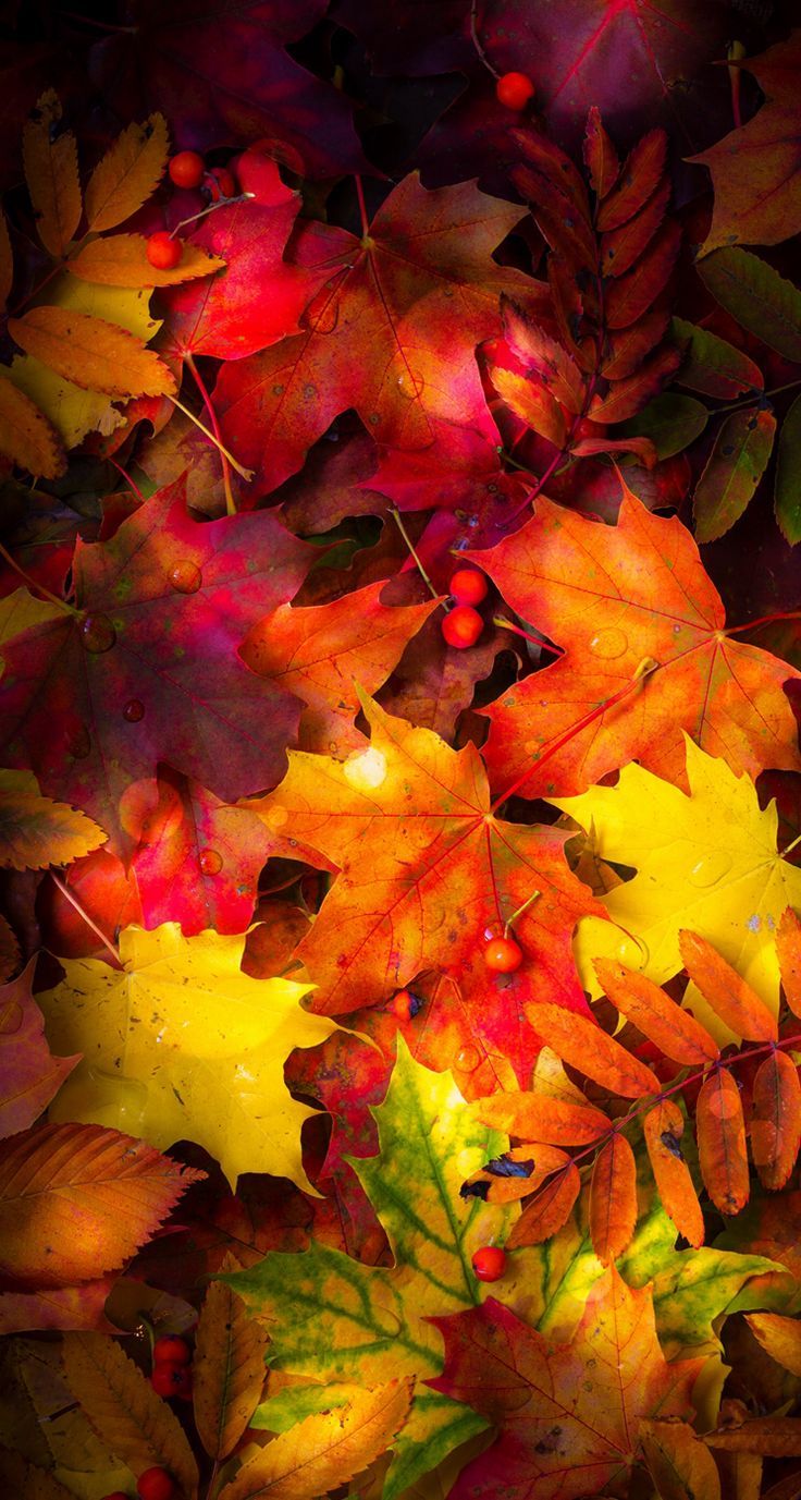 Phone Wallpaper Fall Herbst Autumn Leaves