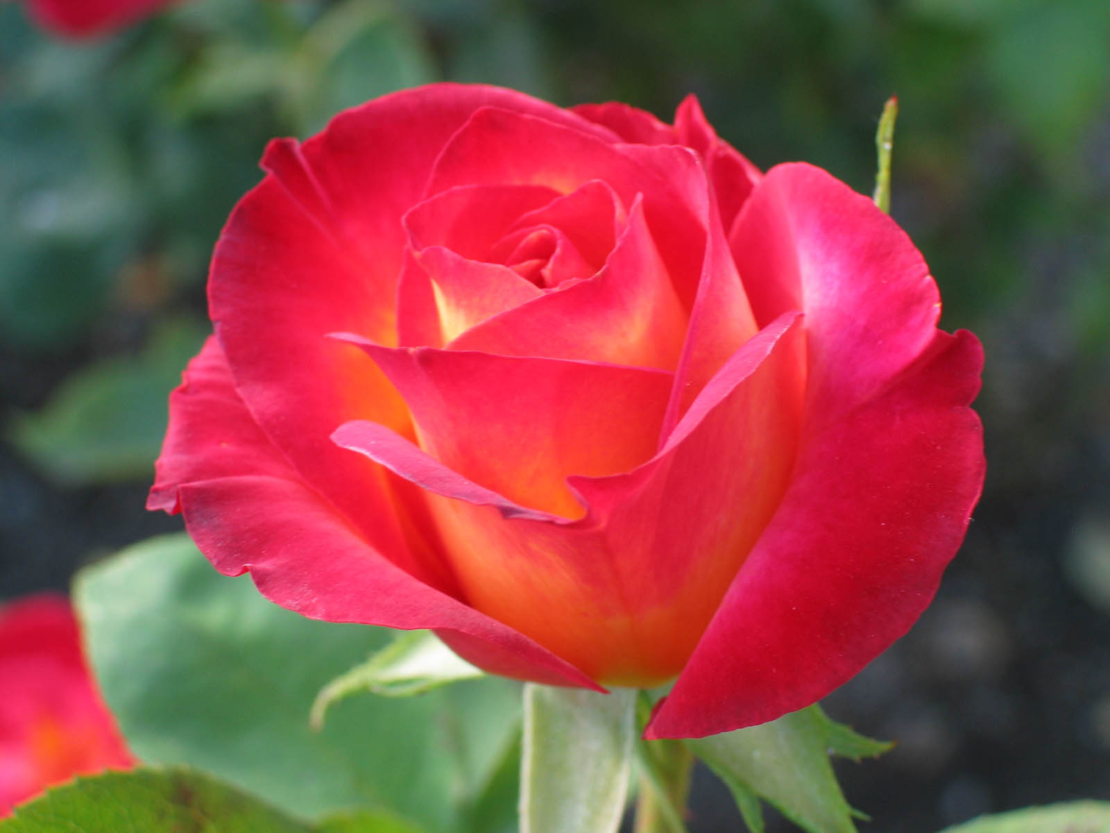 Wallpaper Gallery Rose Flower