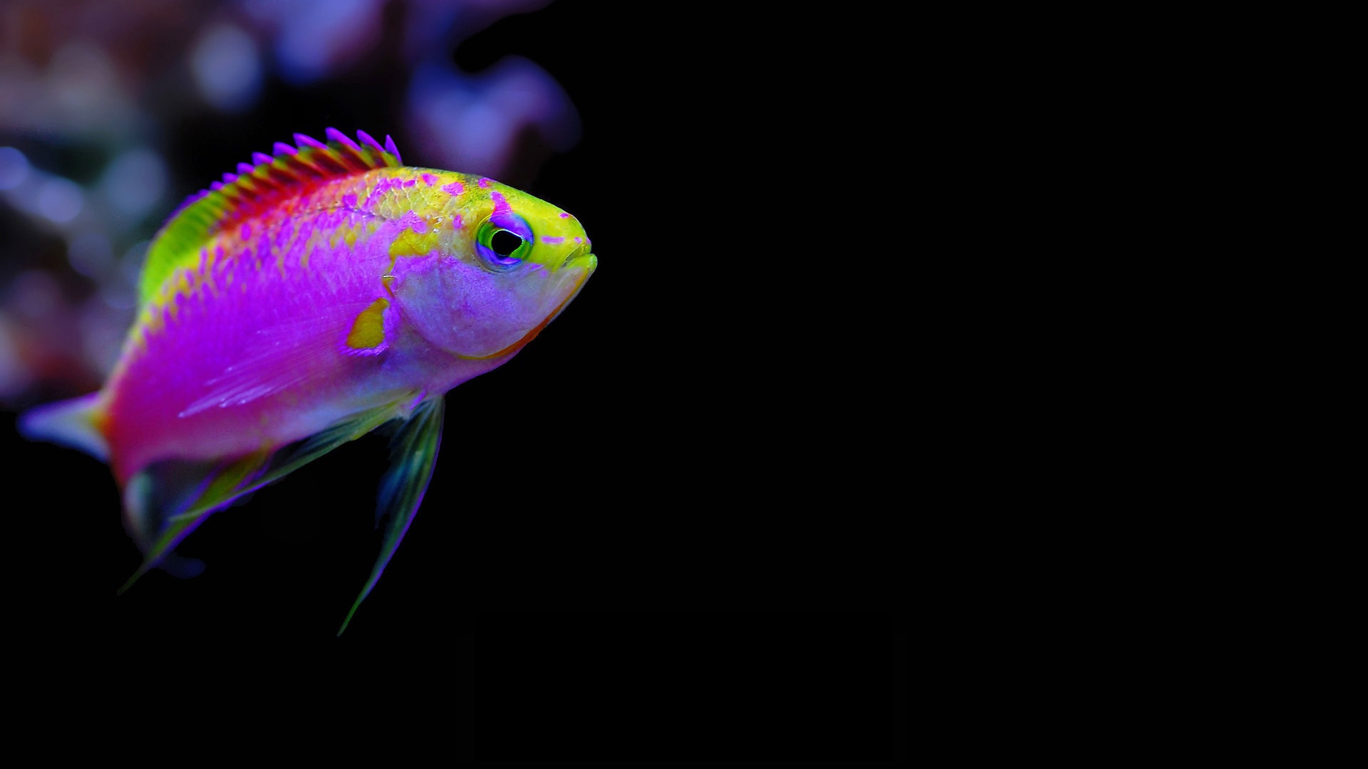 Real Tropical Fish Underwater Cartelthemes Desktop Wallpaper