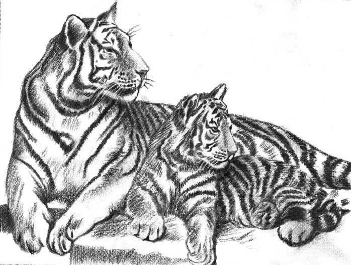 Tiger Sketches Wallpaper Pencil Arts Of