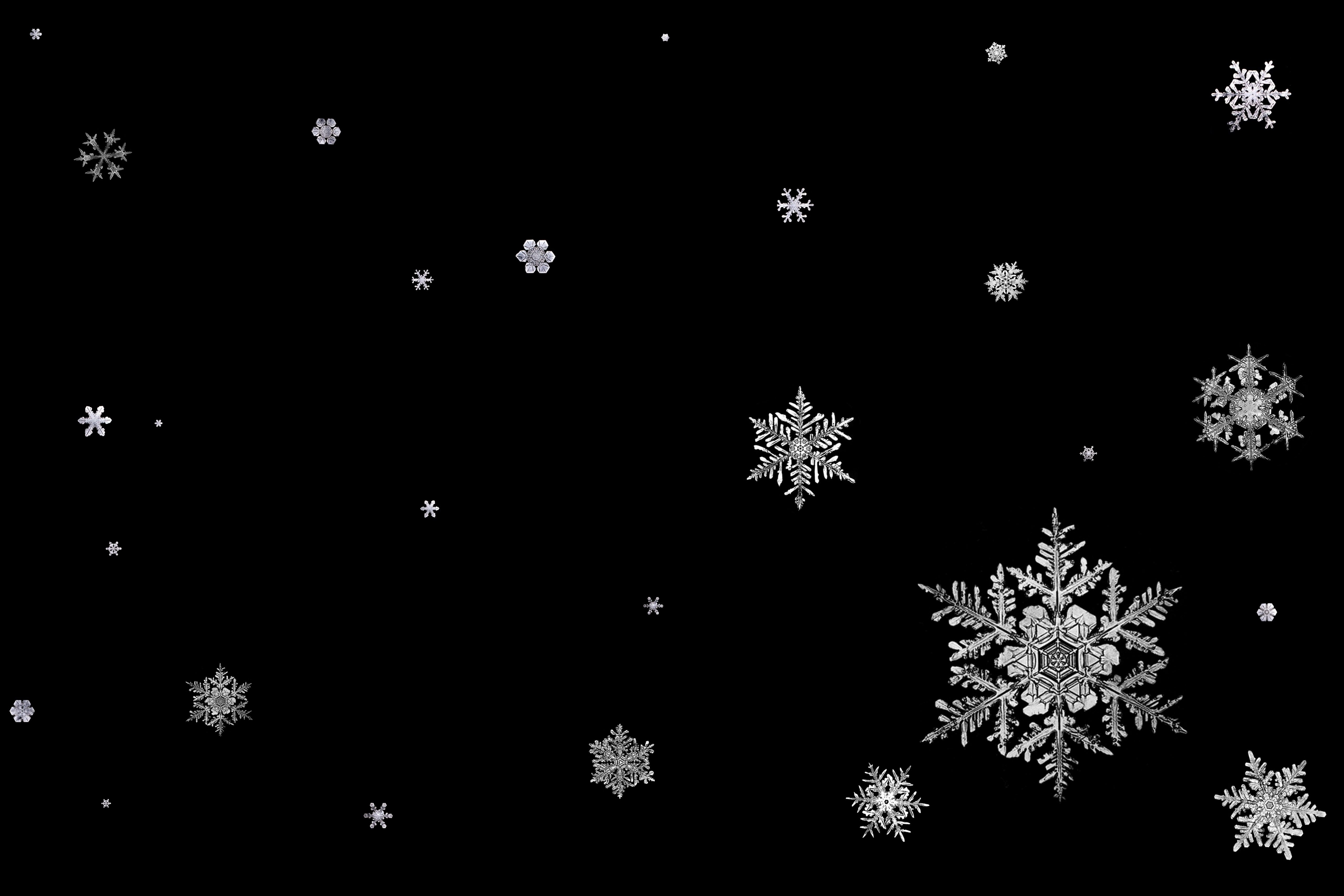 Black And White Snowflake Background True HD Pictures