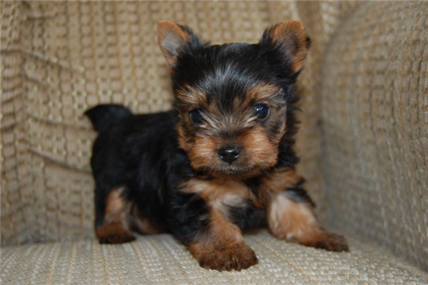 Teacup Yorkie Puppies For Sale Wide Wallpaper Dogbreedswallpaper