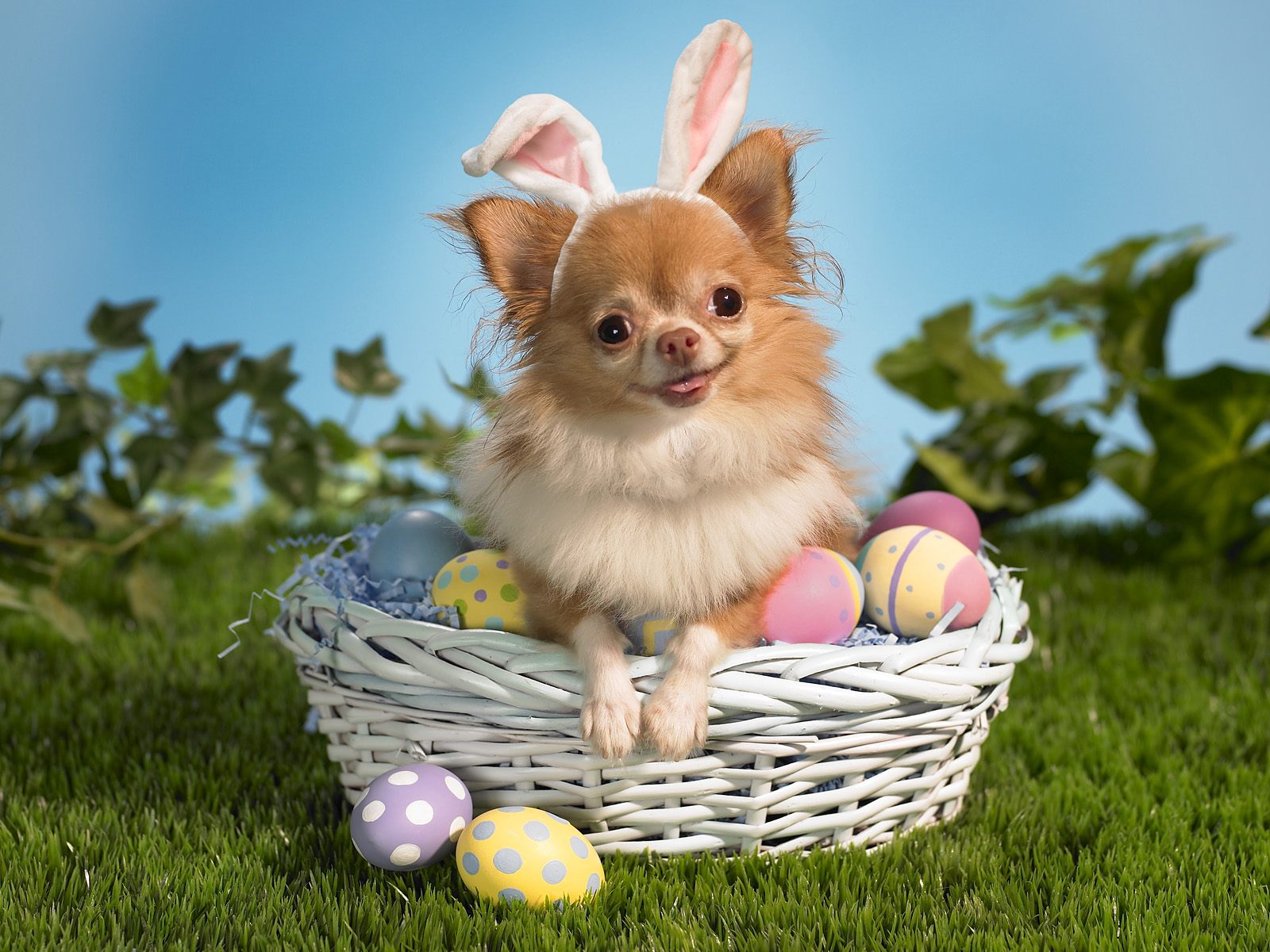 Wallpaper Happy Easter Animals Pics Funny Pictures