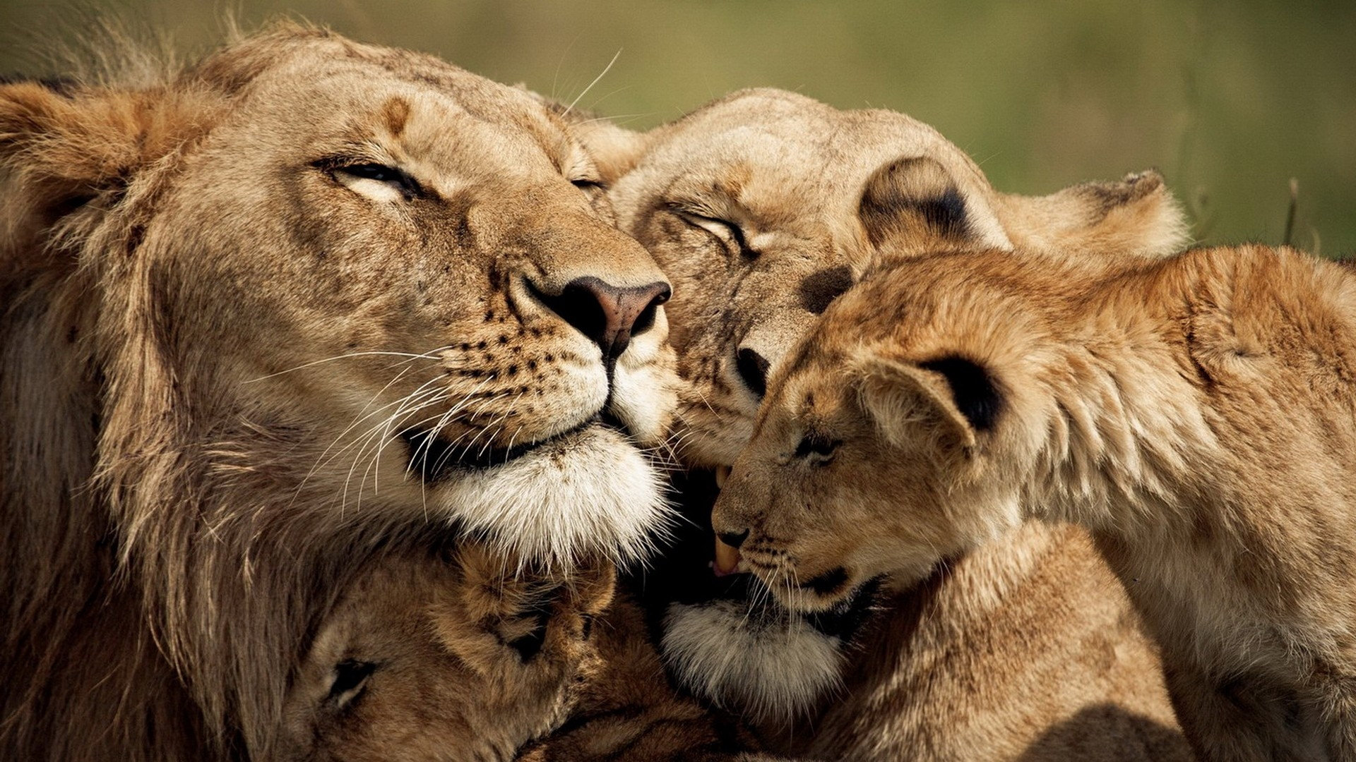 Pride Of Lions Our Animal Friends Nr