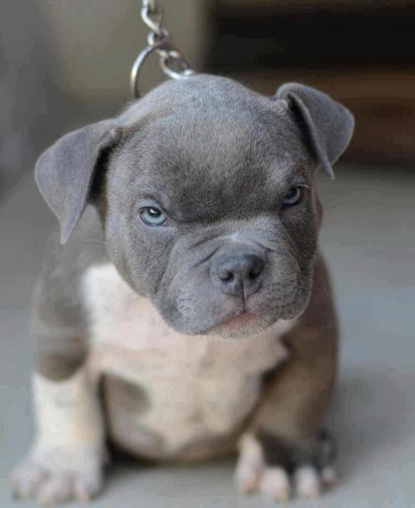 Blue Nose Pit Bull Puppies For Deposit Sale